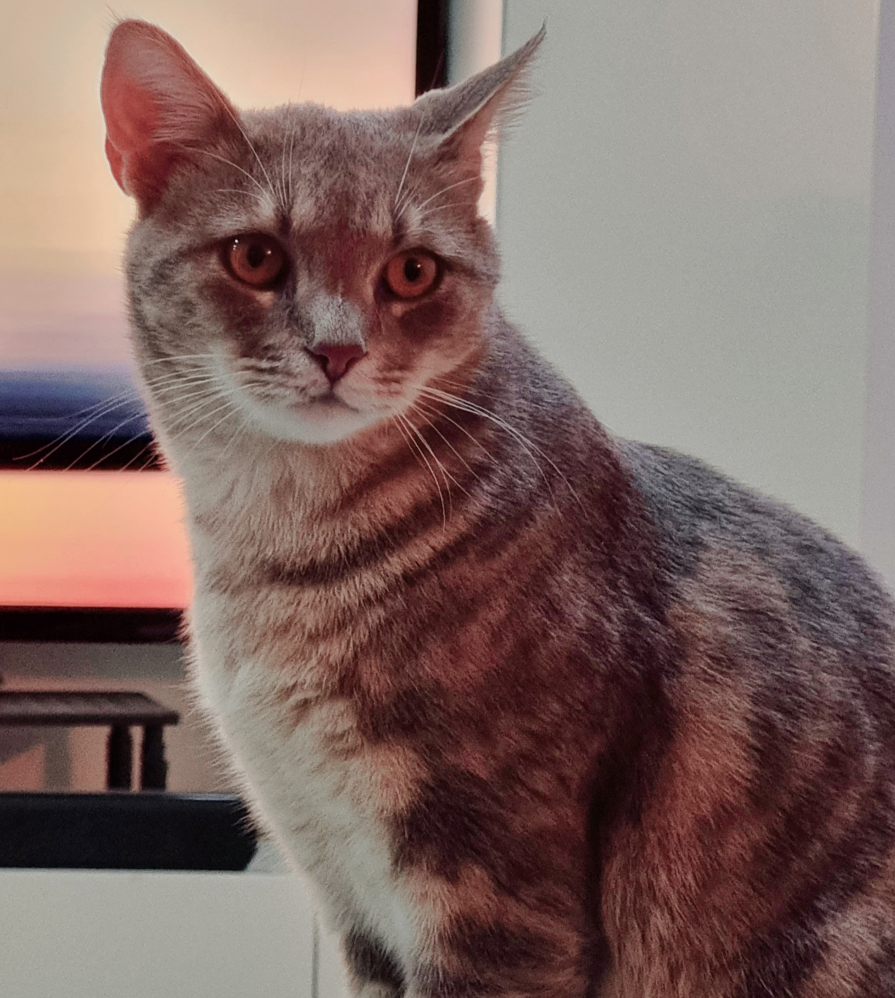 Again My Cat