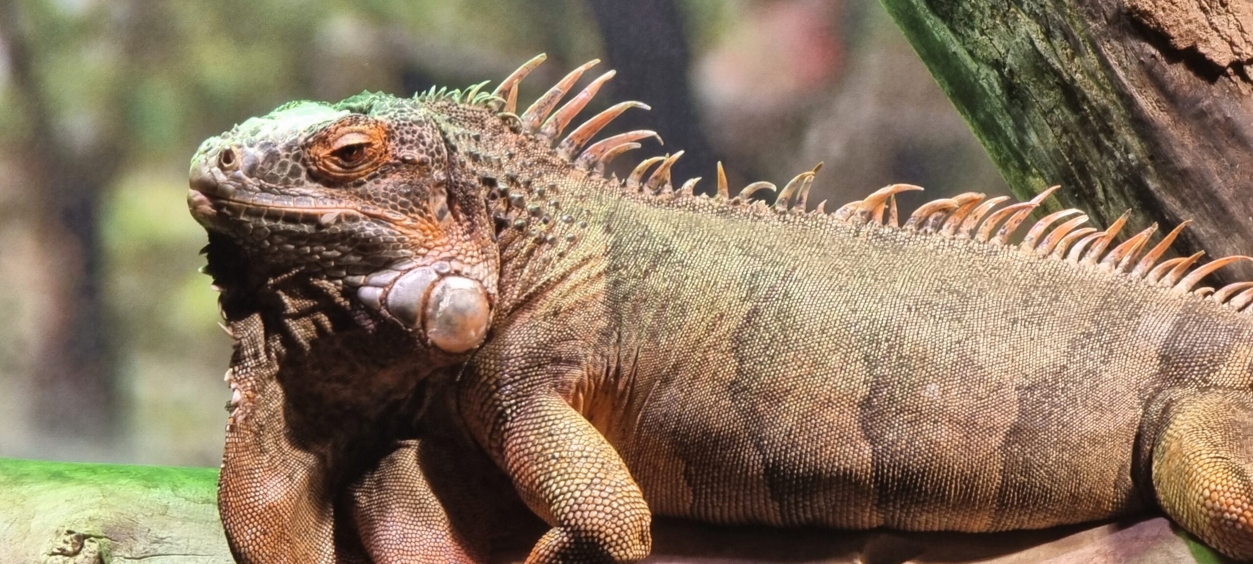 A lizard