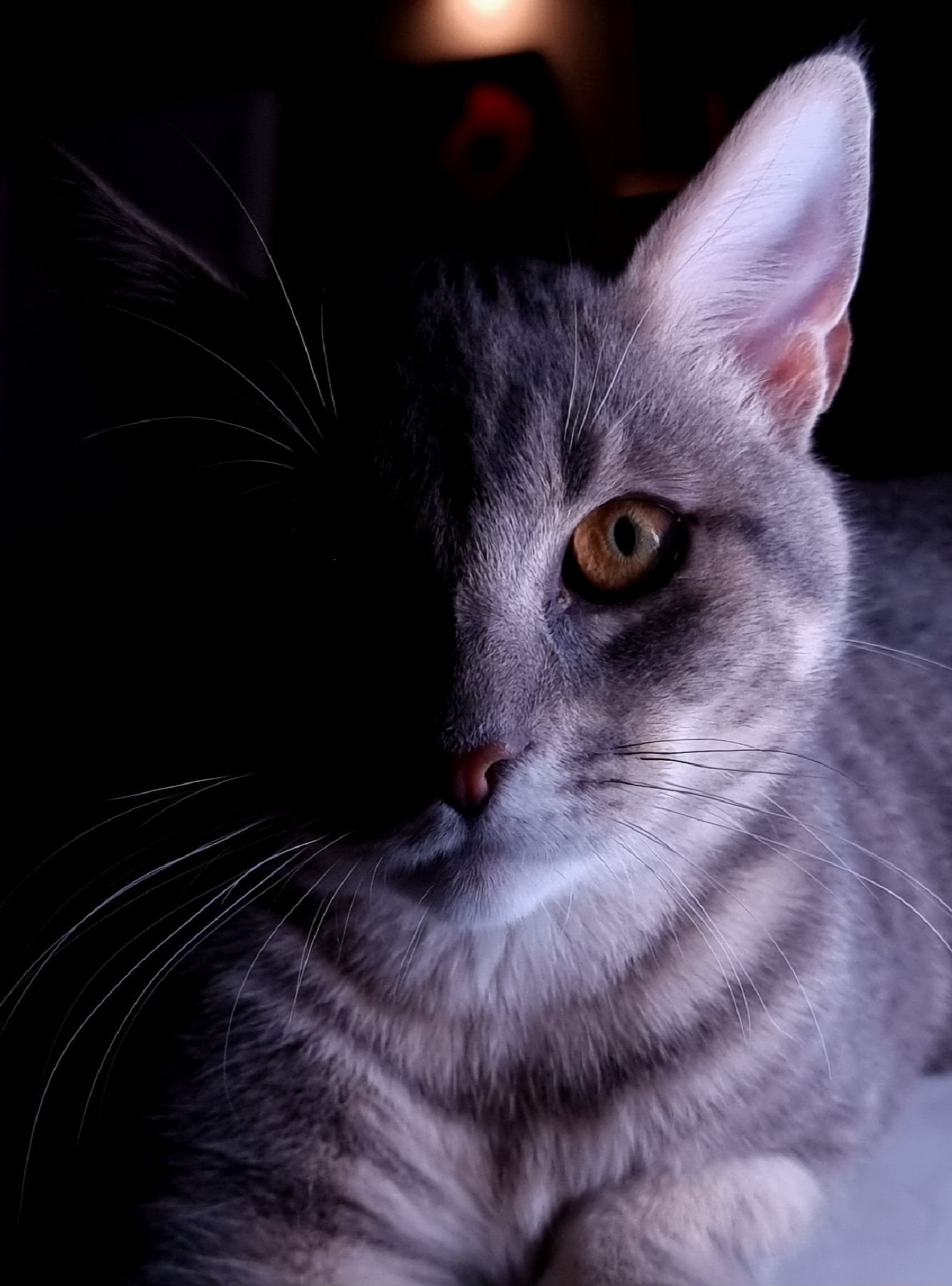 My Cat